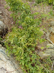 Clematicissus simsiana