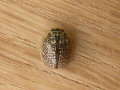 Paropsisterna decolorata