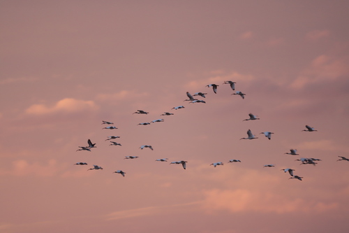 Ibis blanc
