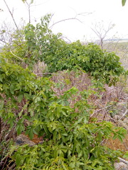 Clematicissus simsiana