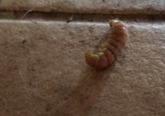 Litoprosopus coachella