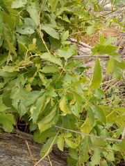 Clematicissus simsiana