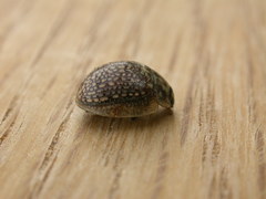 Paropsisterna decolorata