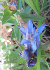 Gentiana spathacea