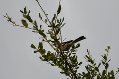 Mimus polyglottos image