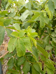 Clematicissus simsiana