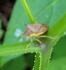 Euschistus