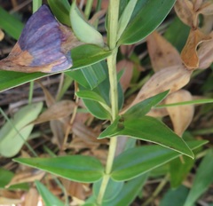 Gentiana spathacea