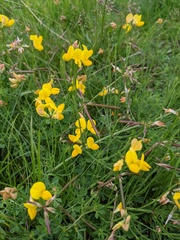 Lotus corniculatus