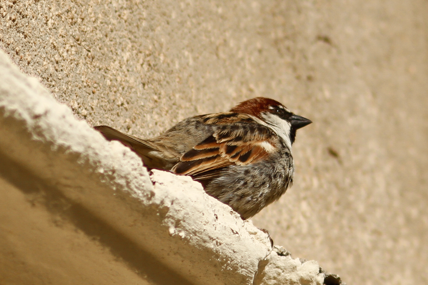 Spanish Sparrow (Passer hispaniolensis)
