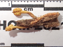 Ophiocordyceps variabilis