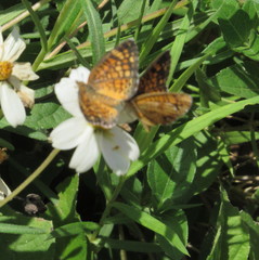 Phyciodes graphica
