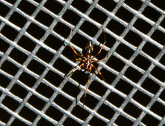 Coleosoma acutiventer