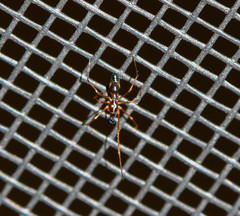 Coleosoma acutiventer