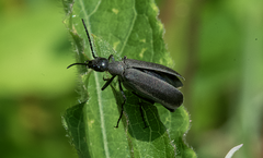 Epicauta atrata