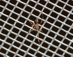 Coleosoma acutiventer