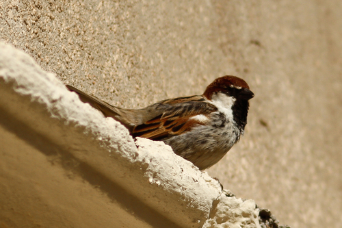 Spanish Sparrow (Passer hispaniolensis), photo 9