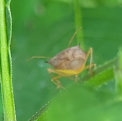Euschistus