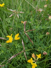 Lotus corniculatus