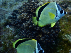 Johnrandallia nigrirostris