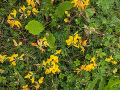 Lotus corniculatus