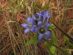 Gentiana spathacea