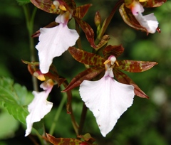 Rhynchostele bictoniensis