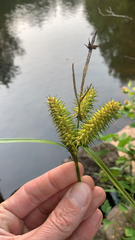 Carex retrorsa