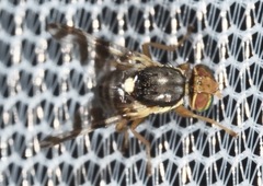 Rhagoletis cingulata