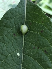 Neolasioptera vernoniae