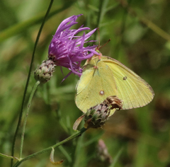 Colias interior