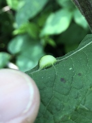 Neolasioptera vernoniae