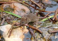 Rattus norvegicus