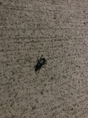 Pterostichus madidus