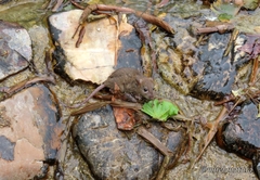Rattus norvegicus