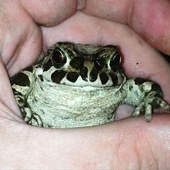 Bufotes viridis viridis