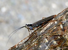 Mantoida maya