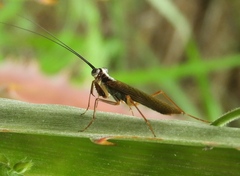 Mantoida maya