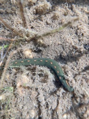 Macrobdella