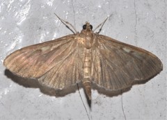 Herpetogramma sphingealis