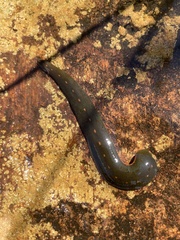 Macrobdella