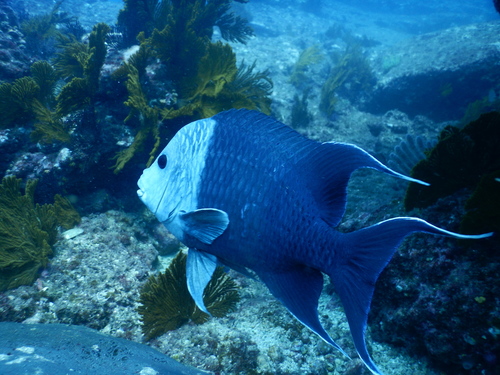 Giant Damselfish