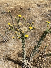 Heterotheca grandiflora