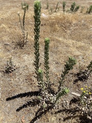 Heterotheca grandiflora