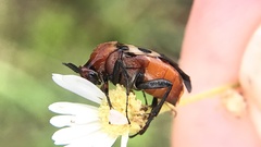 Macrosiagon octomaculata