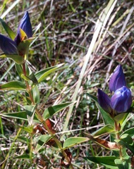 Gentiana spathacea