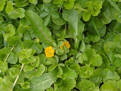 Lysimachia nummularia
