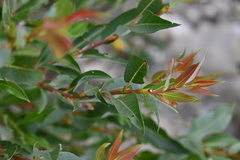 Salix pseudomonticola