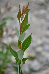 Salix pseudomonticola