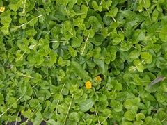 Lysimachia nummularia